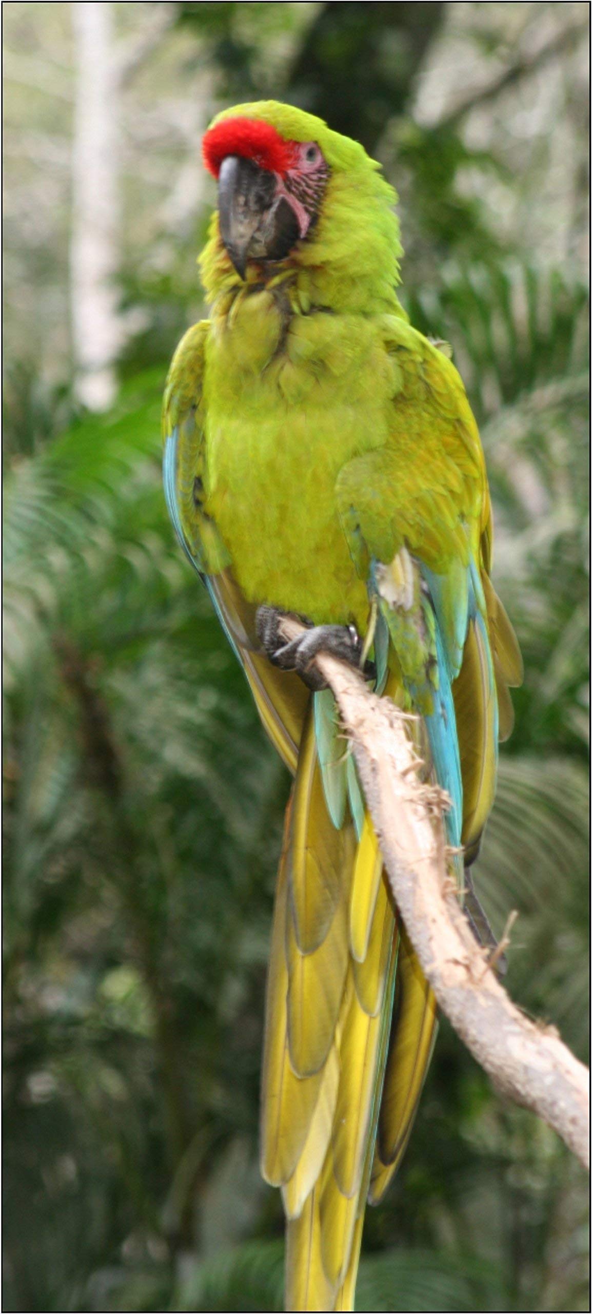 Amazon | AVIATORペットの鳥ハーネス: X大きいサイズブルー | The